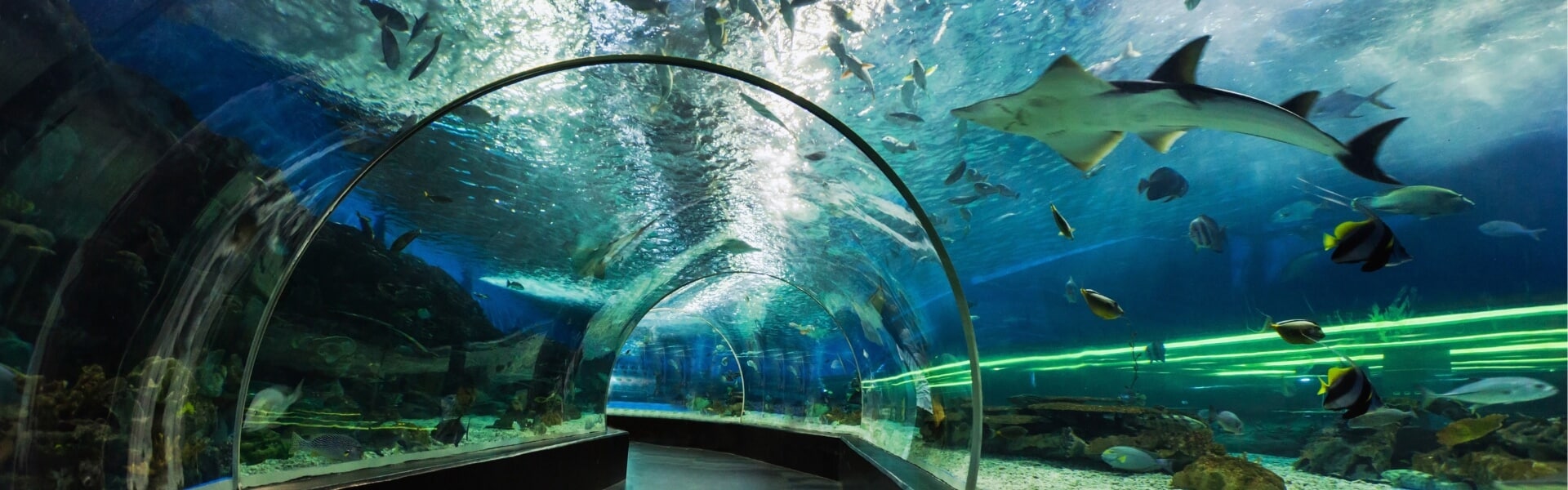 Dubai Aquarium and Underwater Zoo